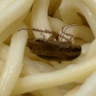 学校給食からチャバネゴキブリが…生徒が見つけ担任に報告　個別包装された麺から見つかる